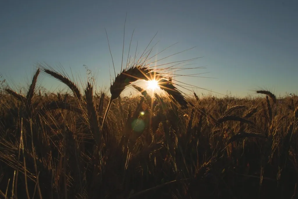 Ears of wheat against the low evening sun